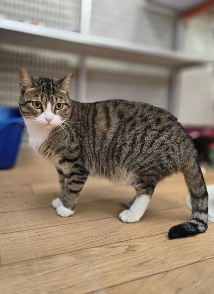 Katie, a Adoptable Domestic Short Hair in Woodstock, IL image 2/3