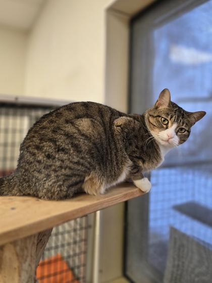 Katie, a Adoptable Domestic Short Hair in Woodstock, IL image 3/3