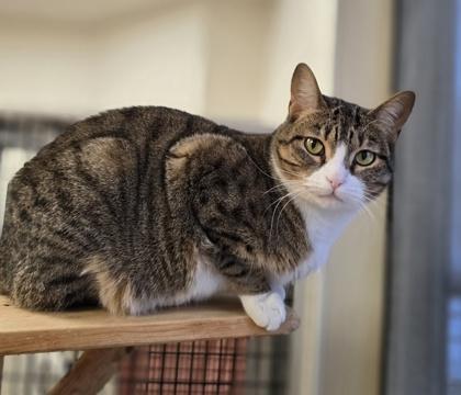 Katie, Adoptable, Adult Female Domestic Short Hair.