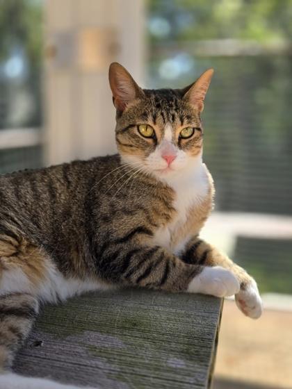 Katie, Adoptable, Adult Female Domestic Short Hair.