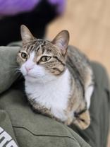Enlarge Katie, a Adoptable Domestic Short Hair in Woodstock, IL image 4/4