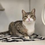 Enlarge Katie, a Adoptable Domestic Short Hair in Woodstock, IL image 1/4