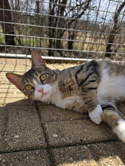Enlarge Katie, a Adoptable Domestic Short Hair in Woodstock, IL image 4/6
