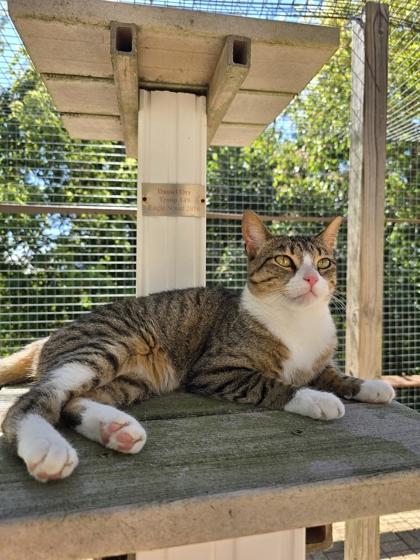 Enlarge Katie, a Adoptable Domestic Short Hair in Woodstock, IL image 2/6