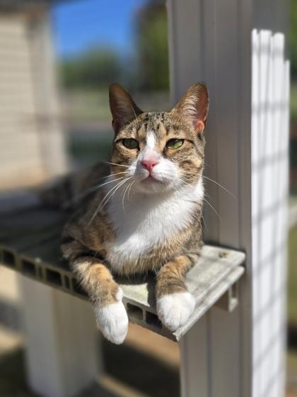Enlarge Katie, a Adoptable Domestic Short Hair in Woodstock, IL image 6/6