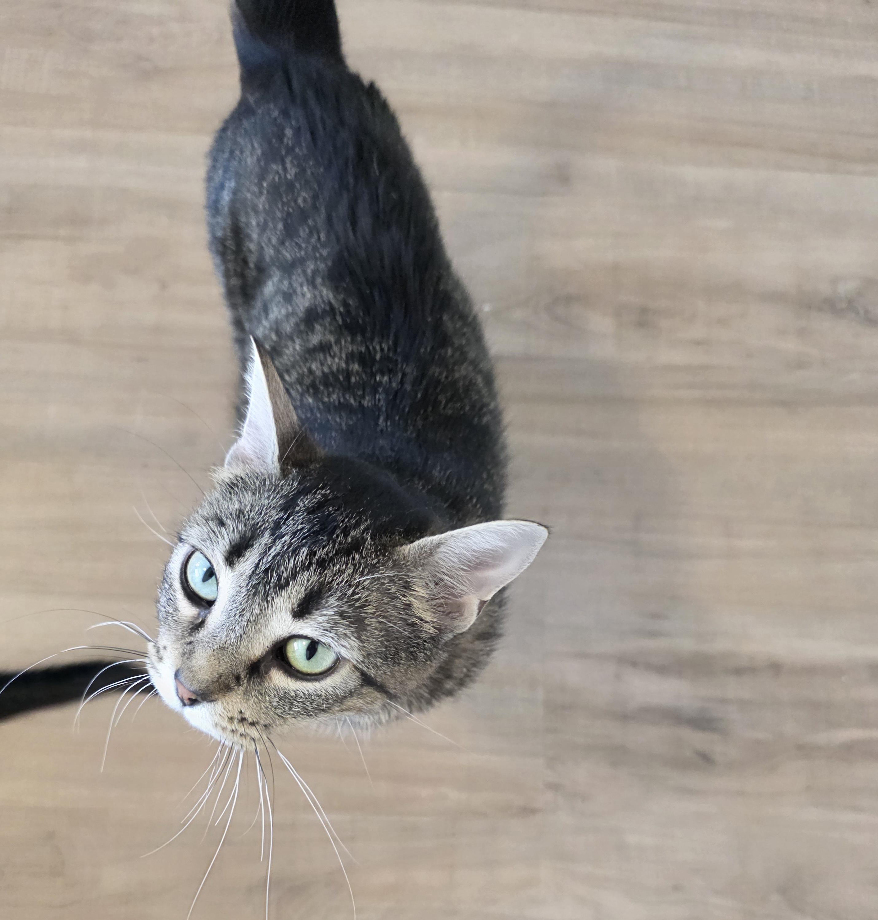Joyce, a ADOPTABLE Domestic Short Hair in Rochester, WA image 4/5