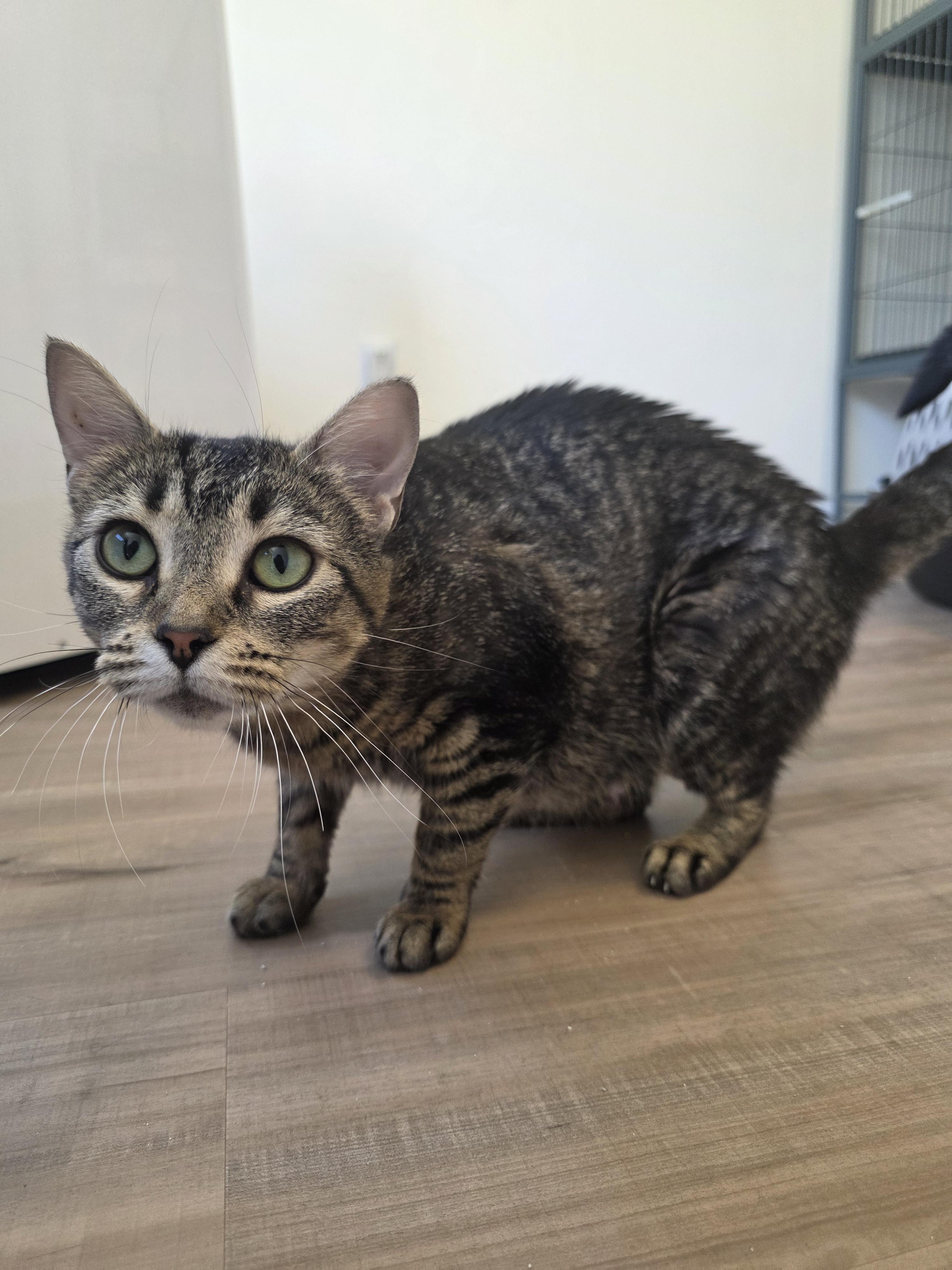 Joyce, a ADOPTABLE Domestic Short Hair in Rochester, WA image 2/5