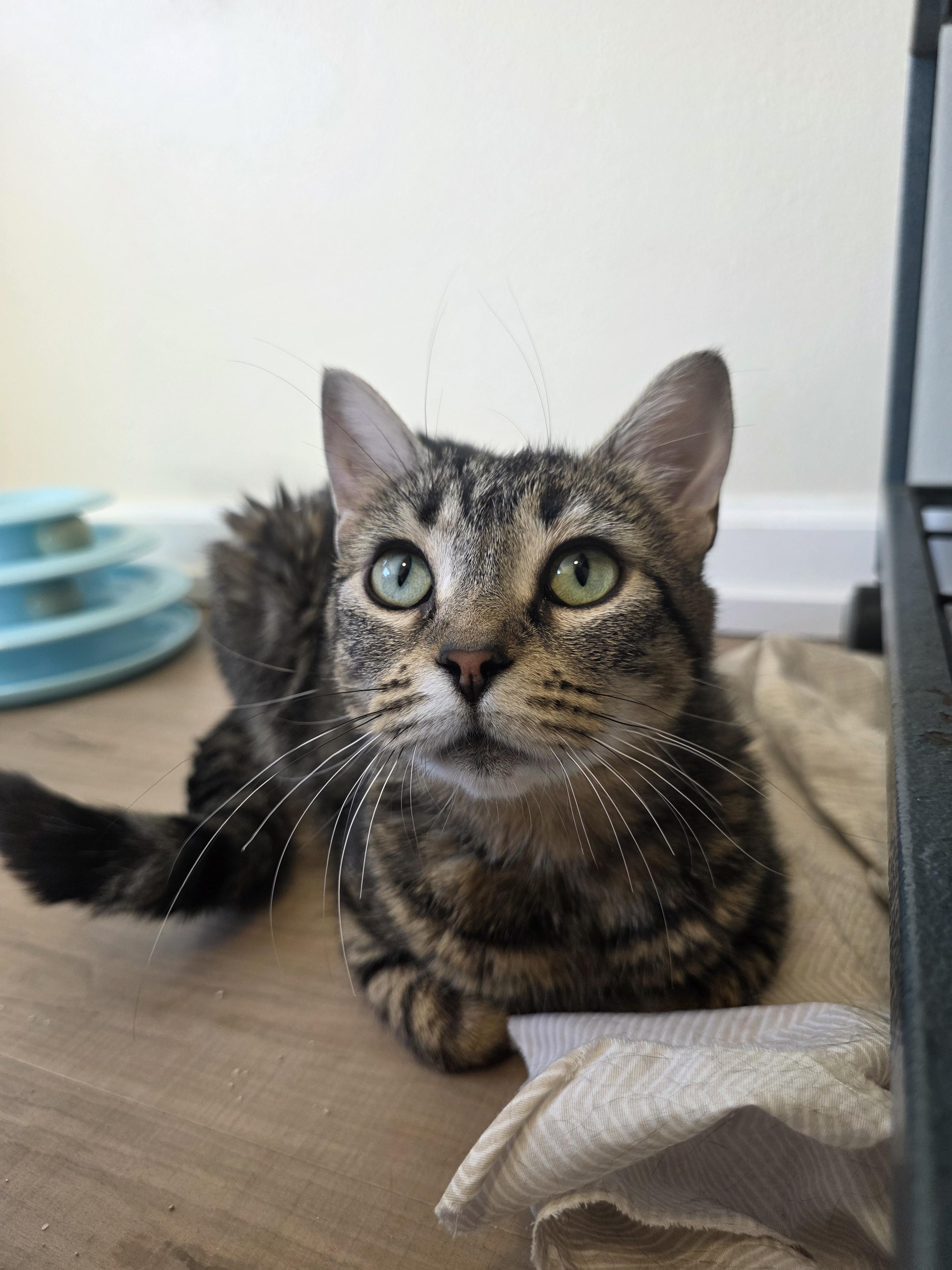 Joyce, a ADOPTABLE Domestic Short Hair in Rochester, WA image 3/5