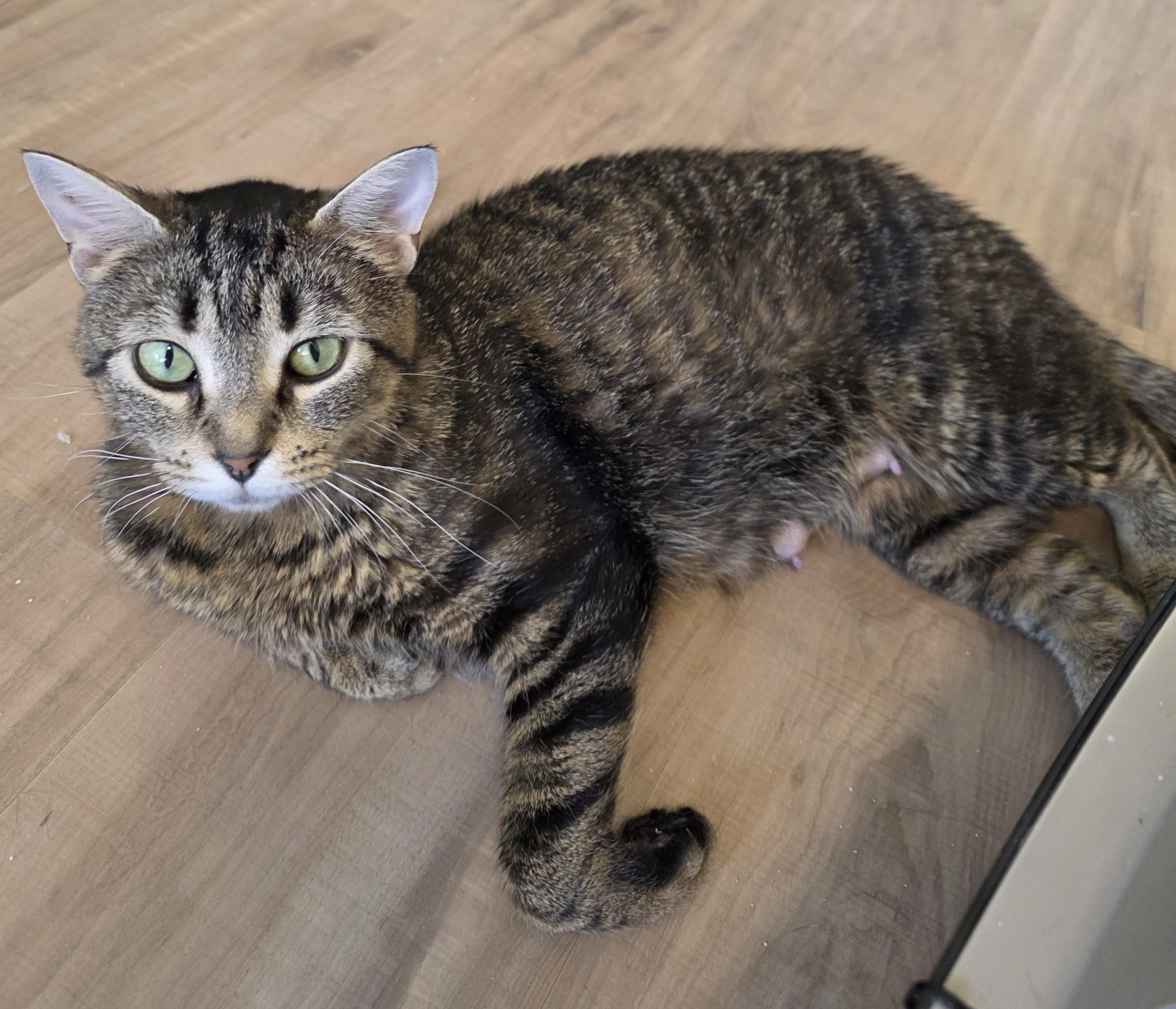 Joyce, a ADOPTABLE Domestic Short Hair in Rochester, WA image 1/5