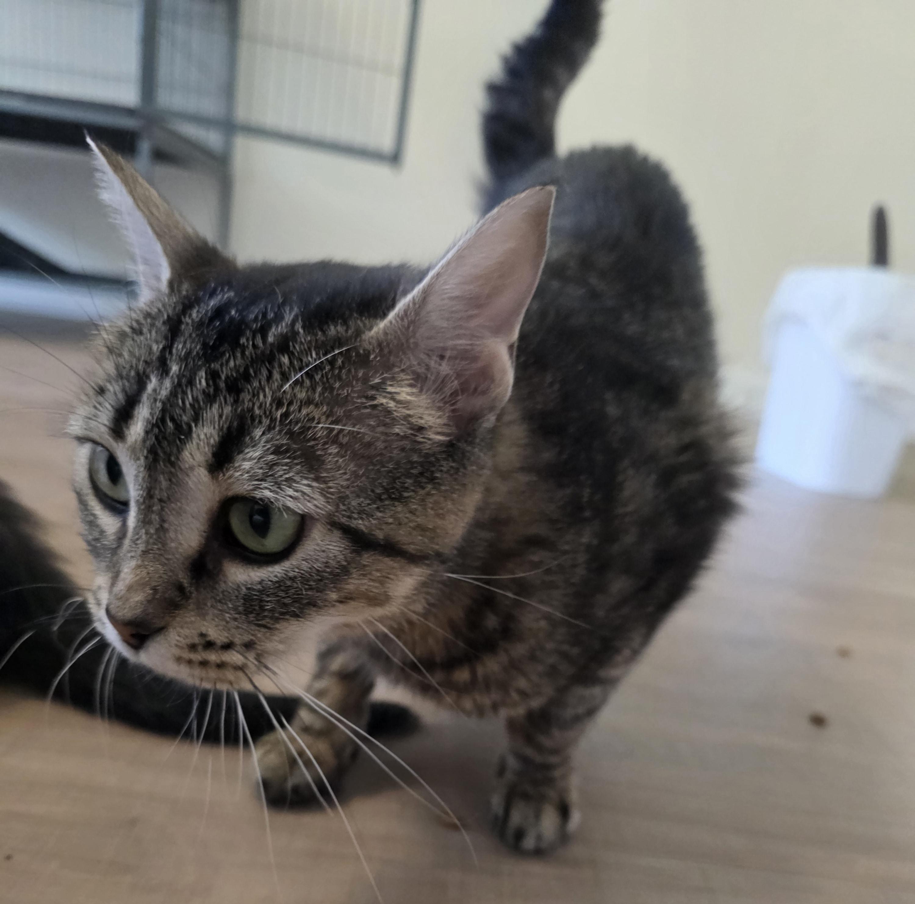 Joyce, a ADOPTABLE Domestic Short Hair in Rochester, WA image 5/5