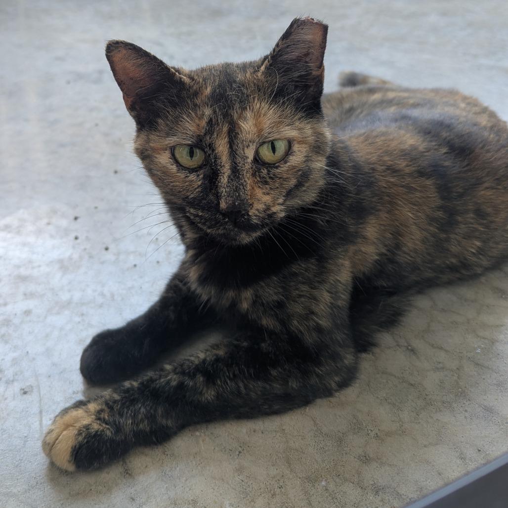 Trudy, Adoptable, Senior Female Domestic Short Hair.