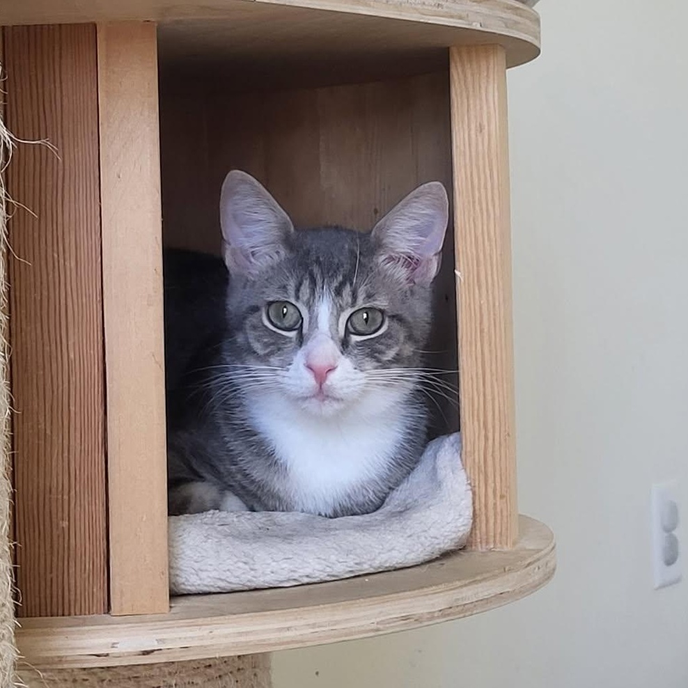 Zero, an adopted American Shorthair in West newton, PA image 1/2