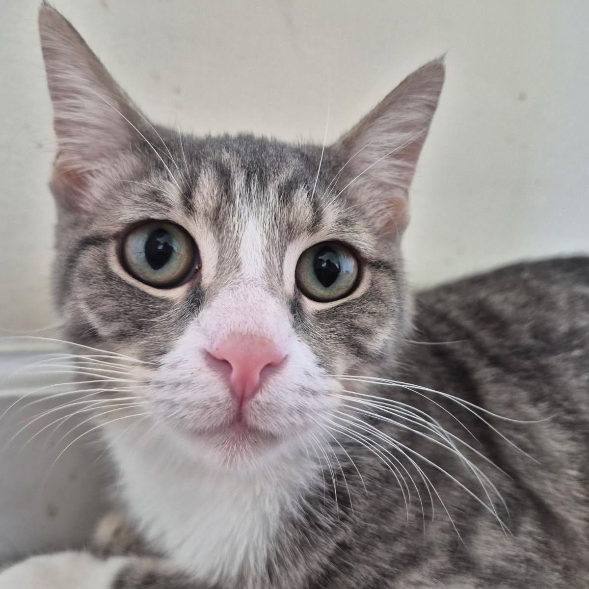 Zero, an adopted American Shorthair in West newton, PA image 2/2