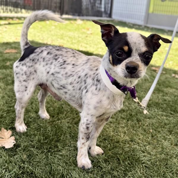 Enlarge Pie, a Adoptable mixed breed in Walnut Creek, CA image 1/1