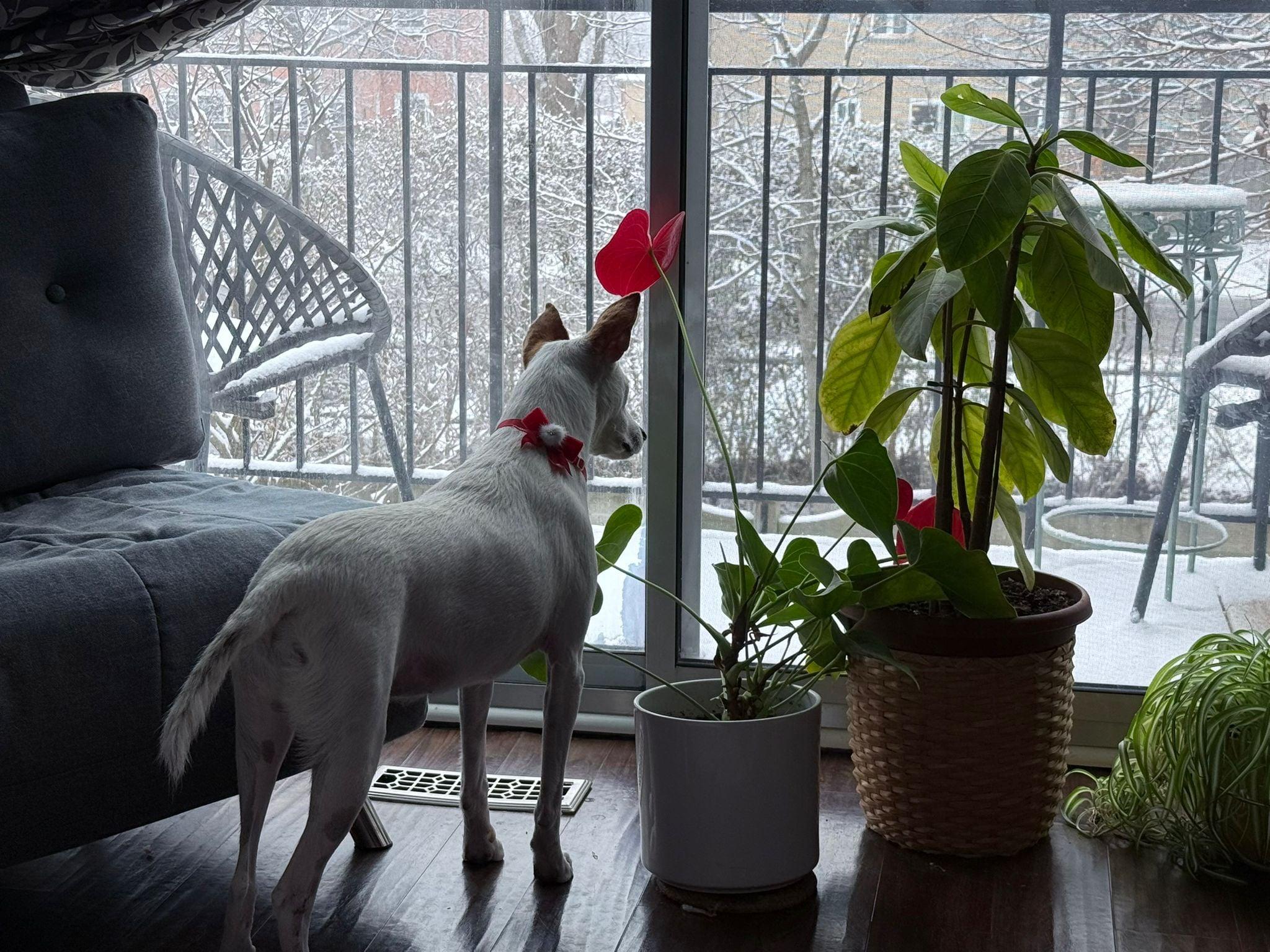 Enlarge Frankie (aka Freckles), a Adoptable mixed breed in St Catharines, ON image 5/6