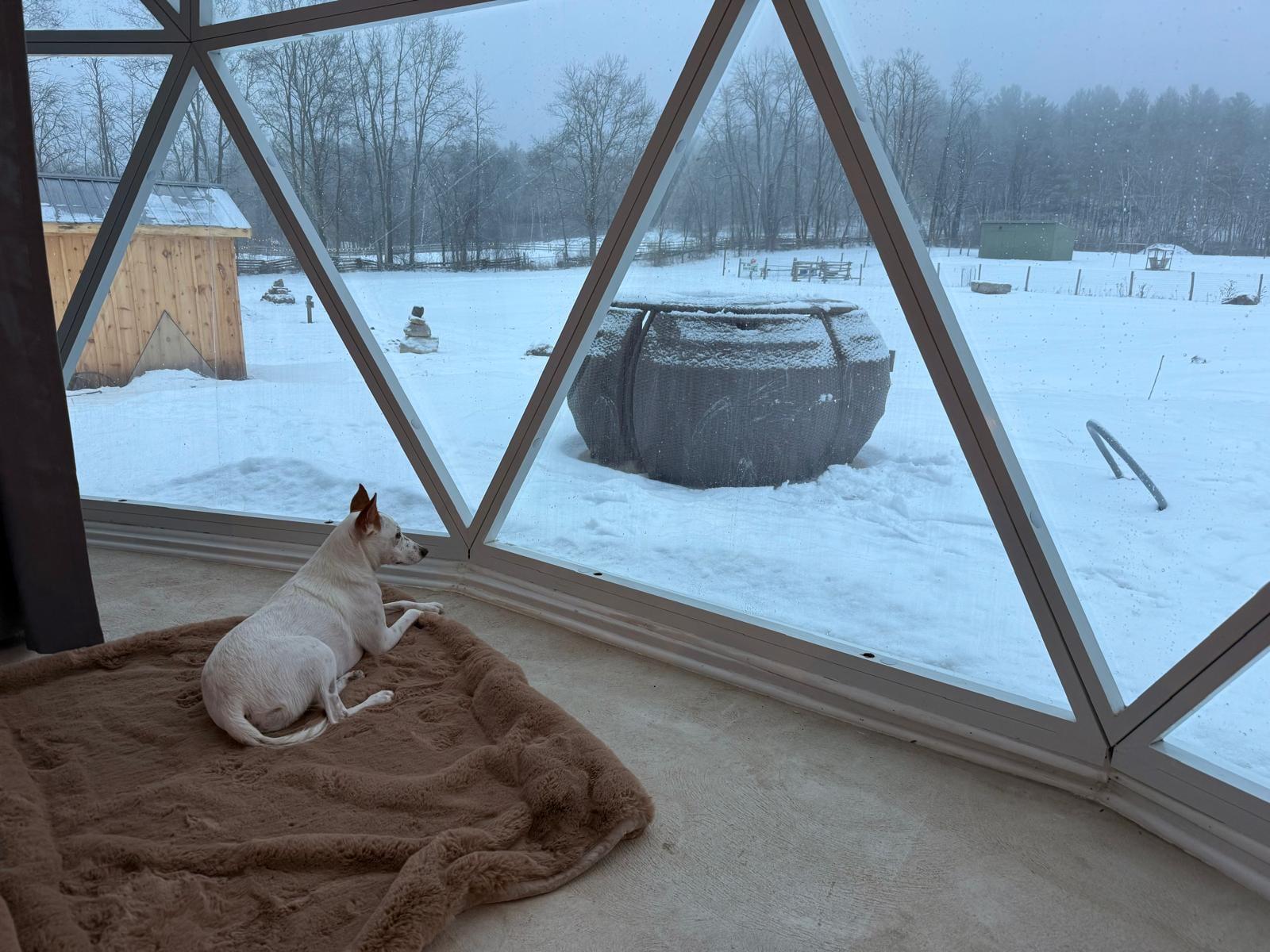 Enlarge Frankie (aka Freckles), a Adoptable mixed breed in St Catharines, ON image 3/6