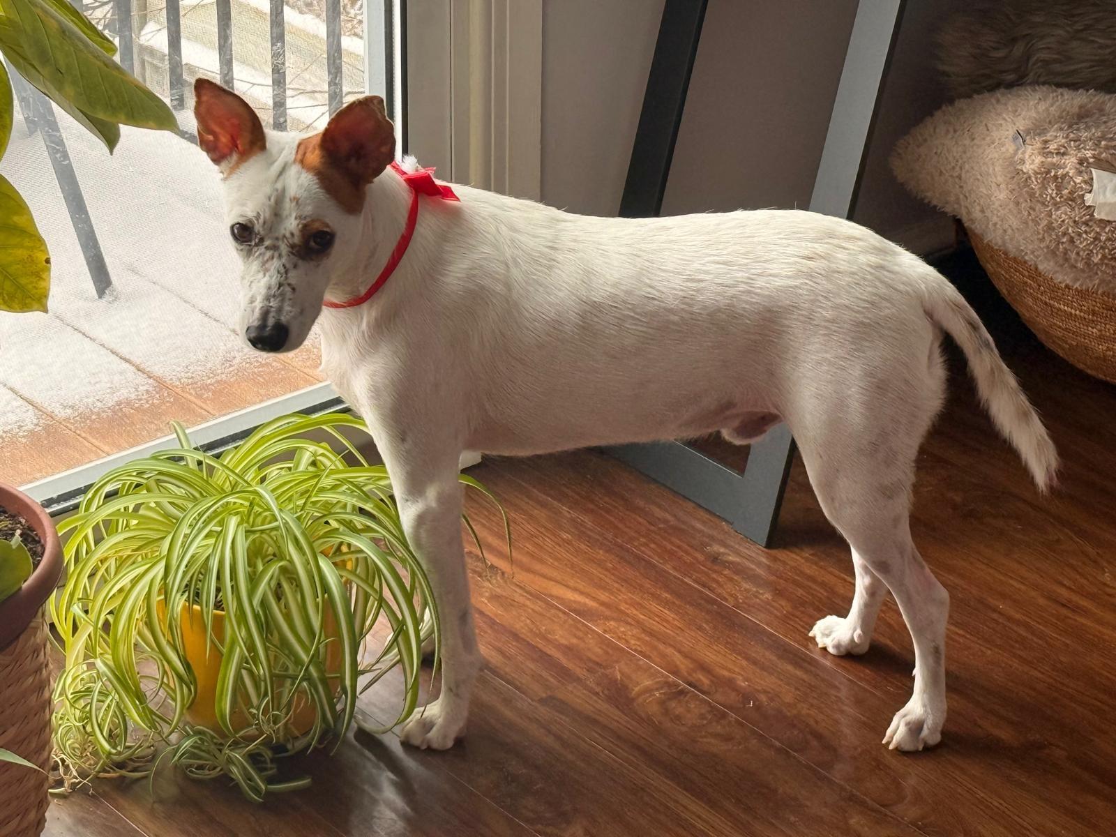 Enlarge Frankie (aka Freckles), a Adoptable mixed breed in St Catharines, ON image 2/6