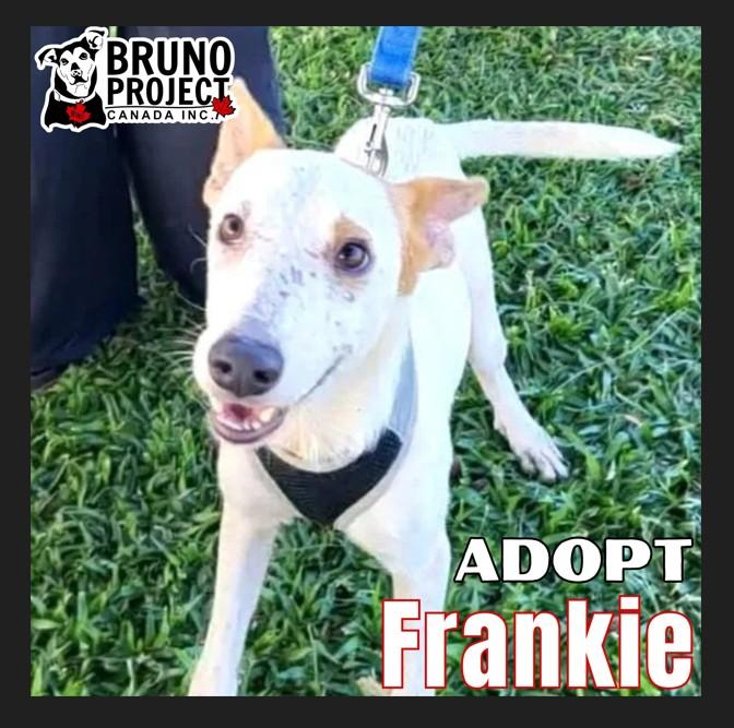 Frankie (aka Freckles), Adoptable, Adult Male Bull Terrier.