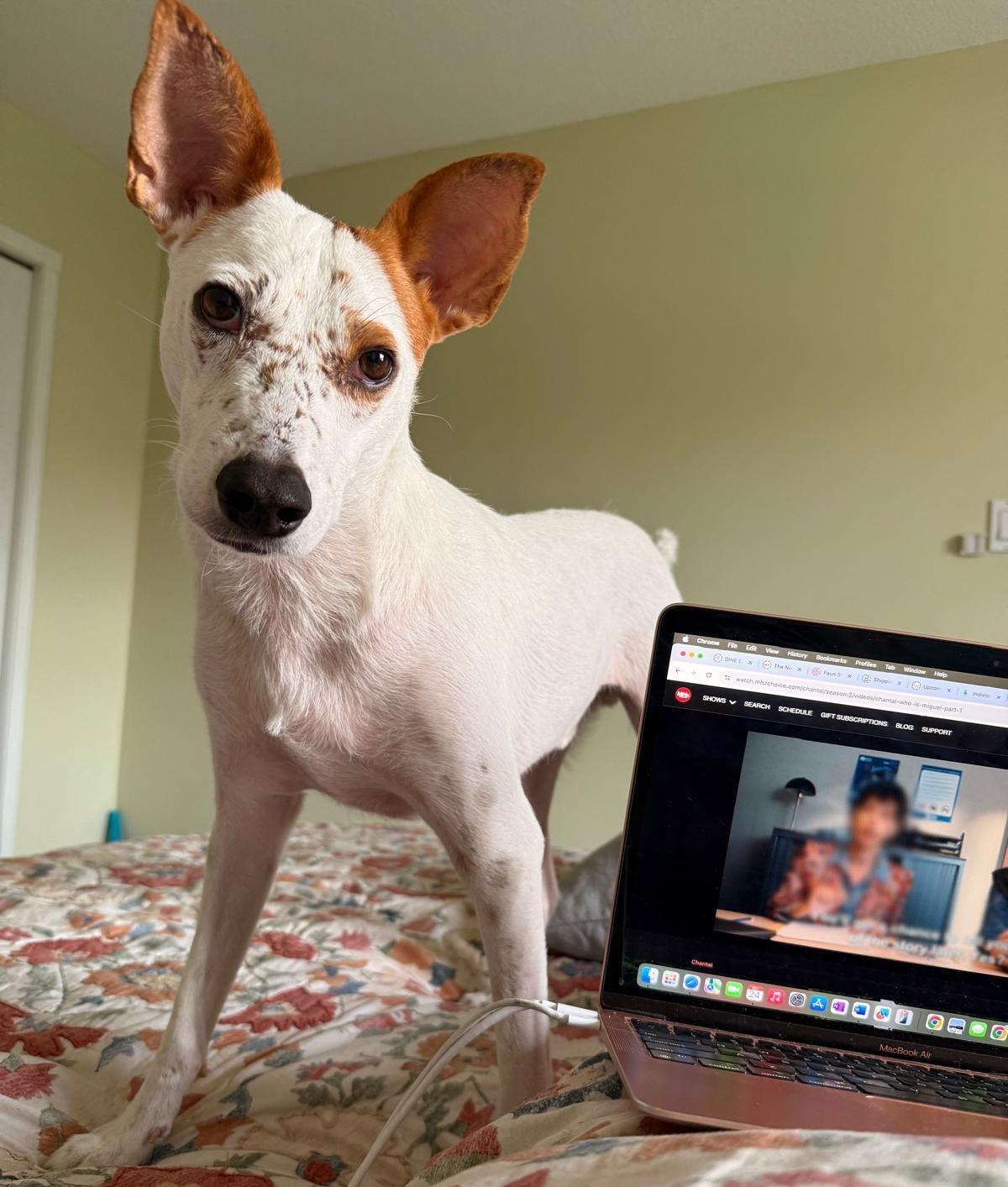 Enlarge Frankie (aka Freckles), a Adoptable mixed breed in St Catharines, ON image 4/6