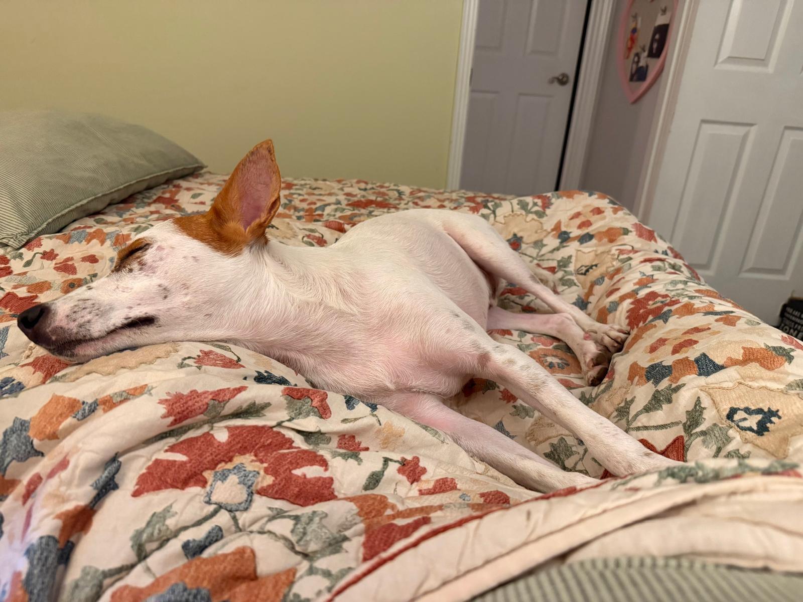 Enlarge Frankie (aka Freckles), a Adoptable mixed breed in St Catharines, ON image 6/6