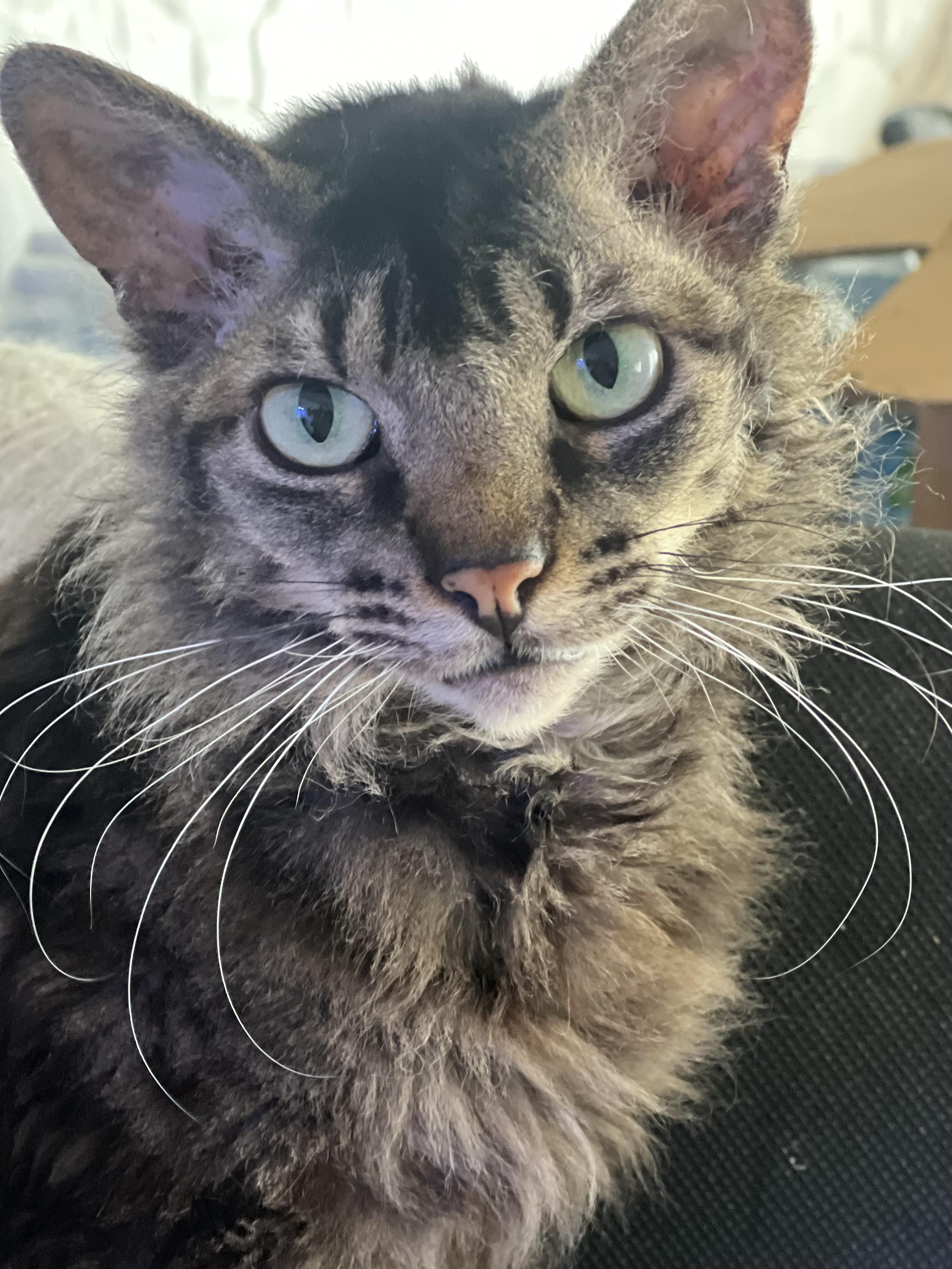 Curly Shirley, Adoptable, Adult Female LaPerm & Domestic Medium Hair.