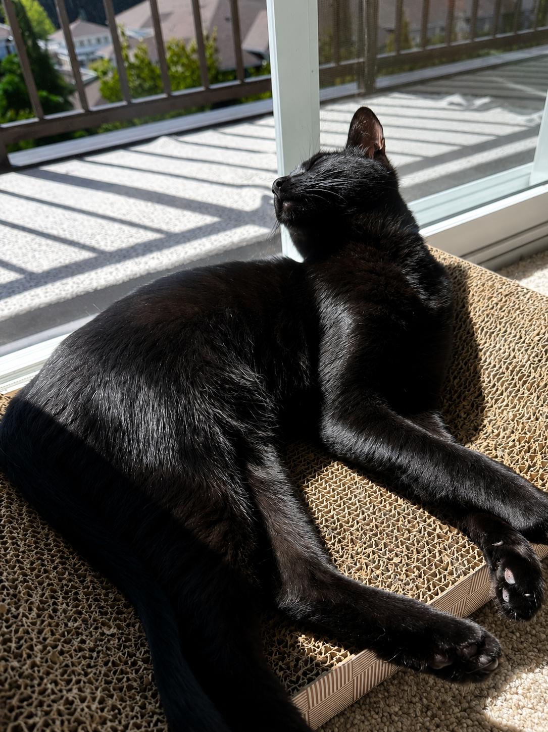 Luna, a ADOPTABLE mixed breed in Woodinville, WA image 2/5