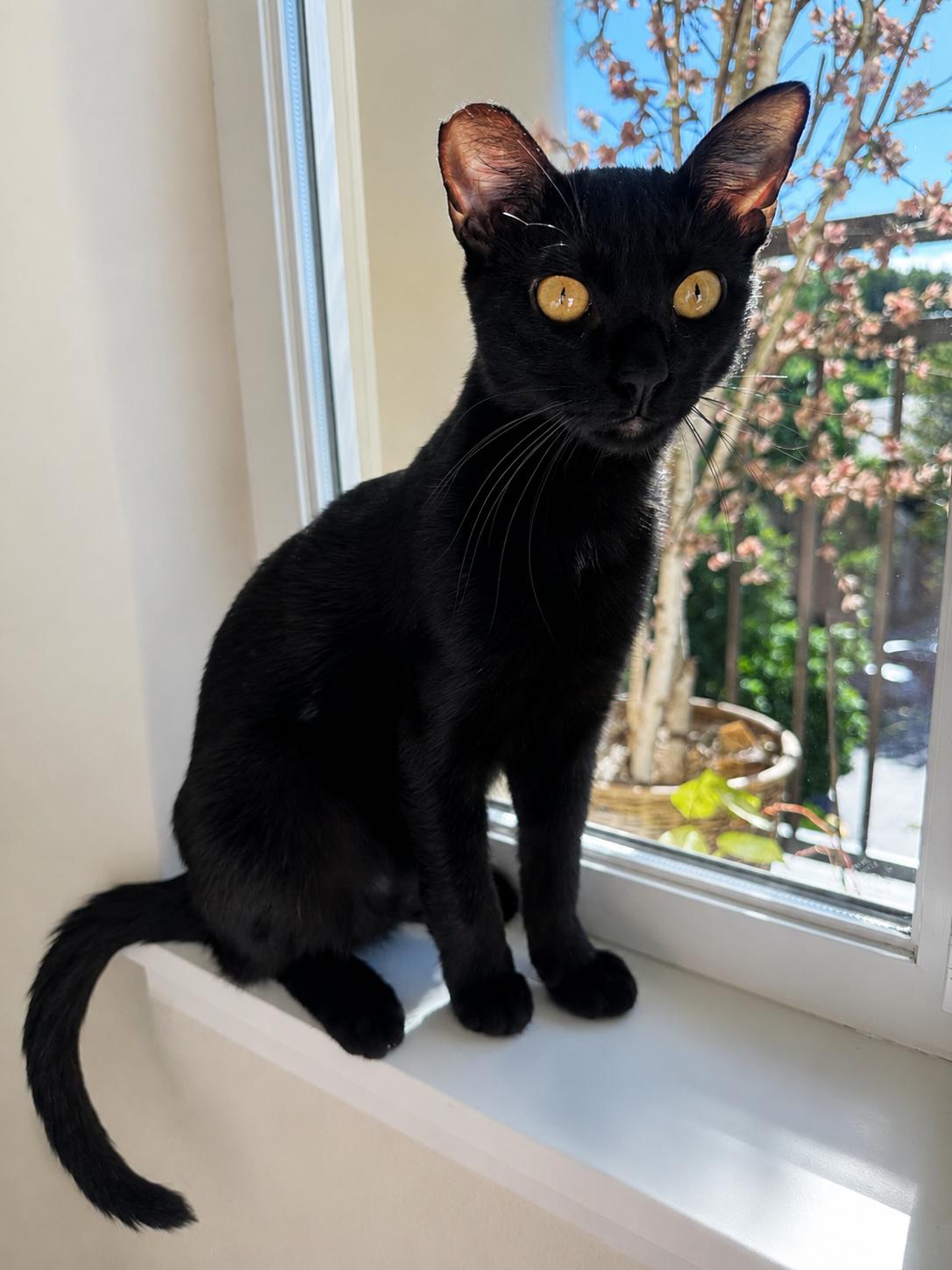 Luna, ADOPTABLE, Young Female Bombay.