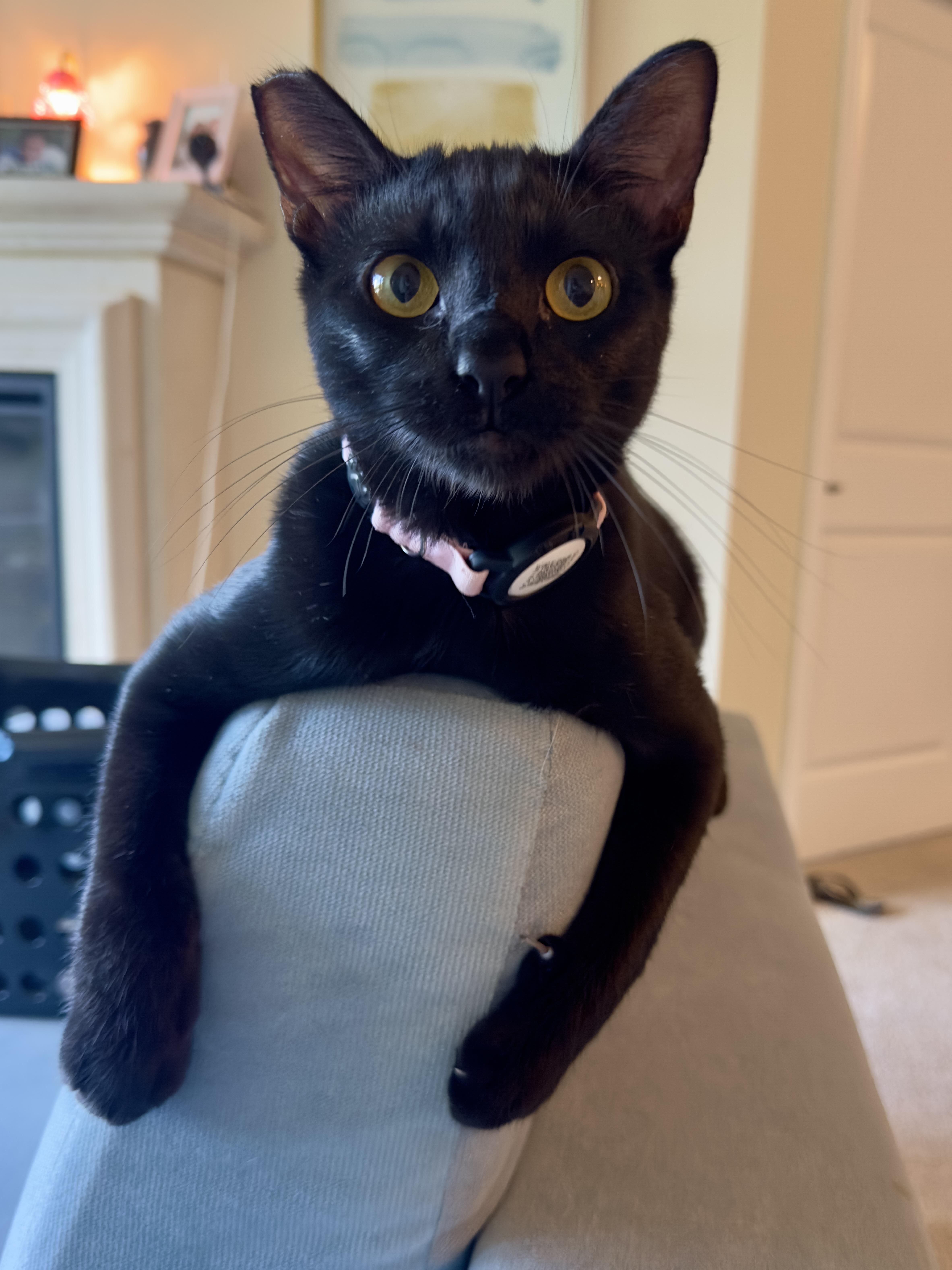 Luna, a ADOPTABLE mixed breed in Woodinville, WA image 4/5