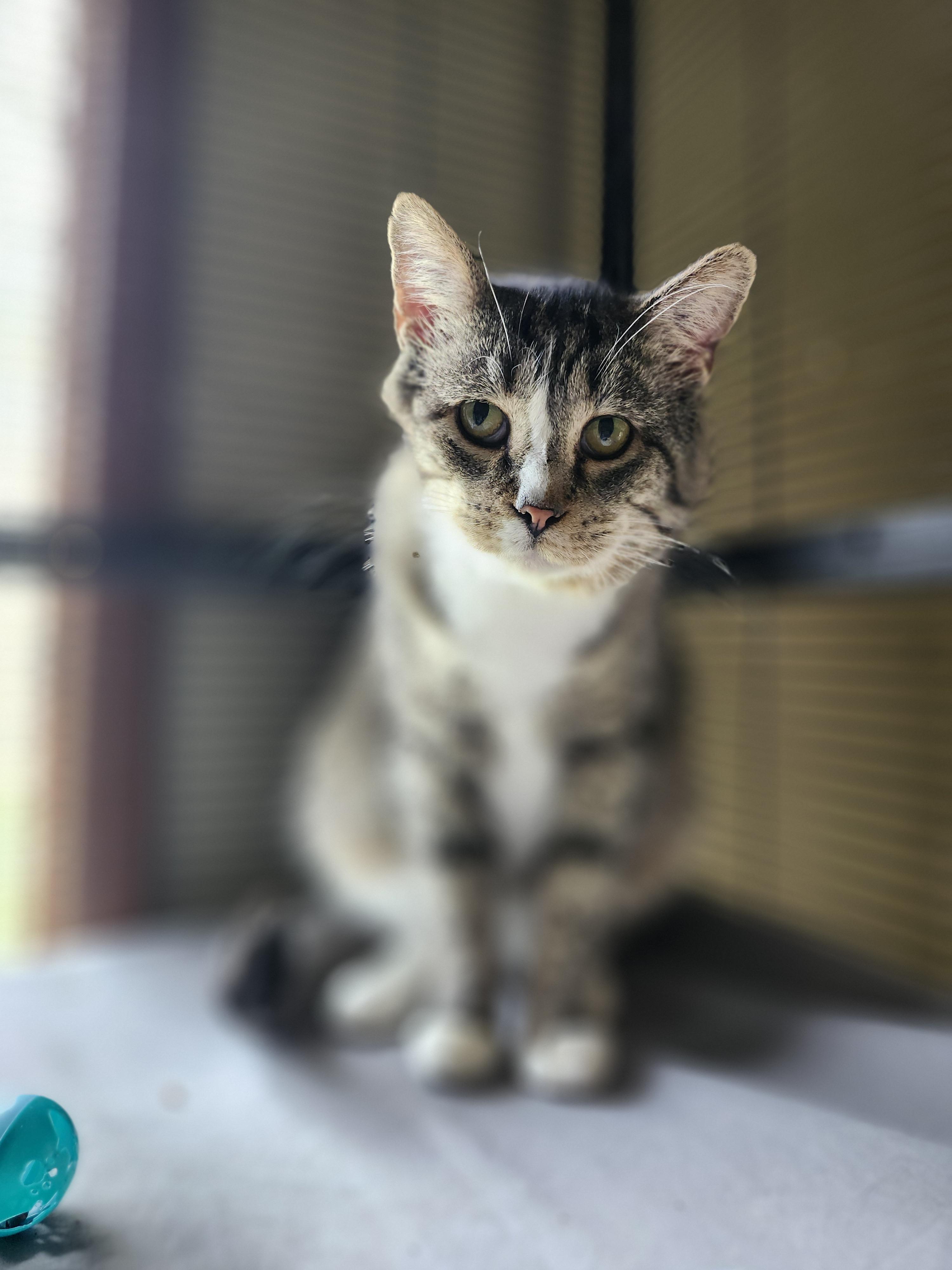 Indy, a Adoptable Domestic Short Hair in Cosby, TN image 2/6