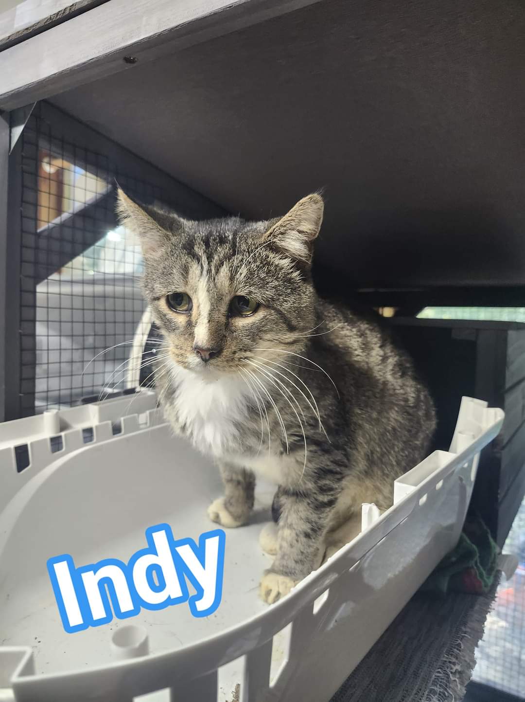 Indy, a Adoptable Domestic Short Hair in Cosby, TN image 3/6