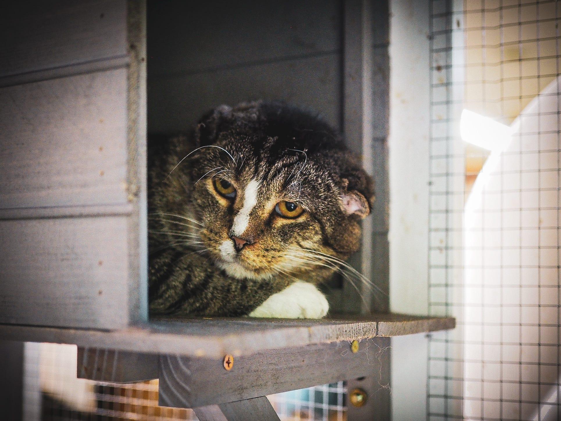 Indy, a Adoptable Domestic Short Hair in Cosby, TN image 1/6