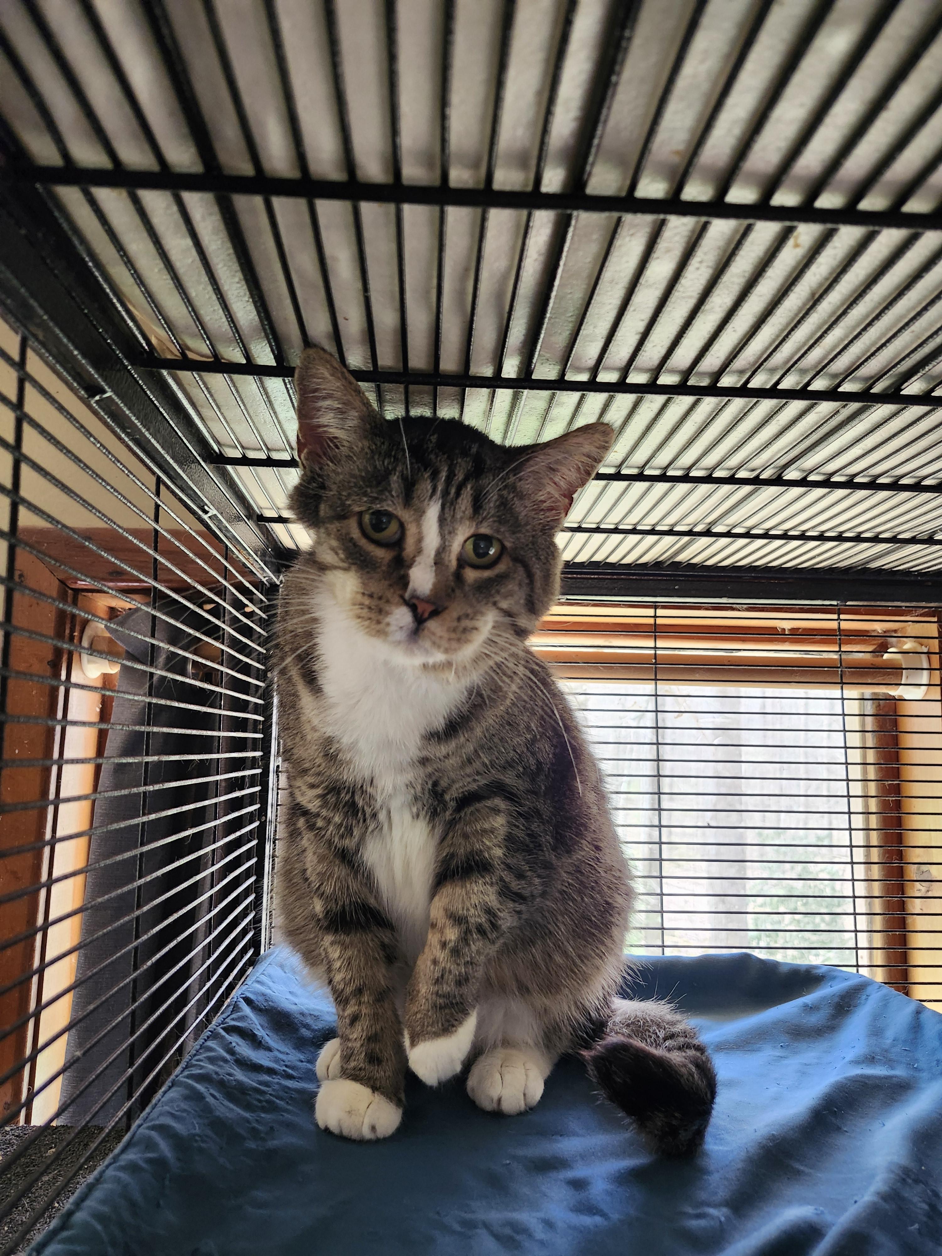 Indy, a Adoptable Domestic Short Hair in Cosby, TN image 4/6