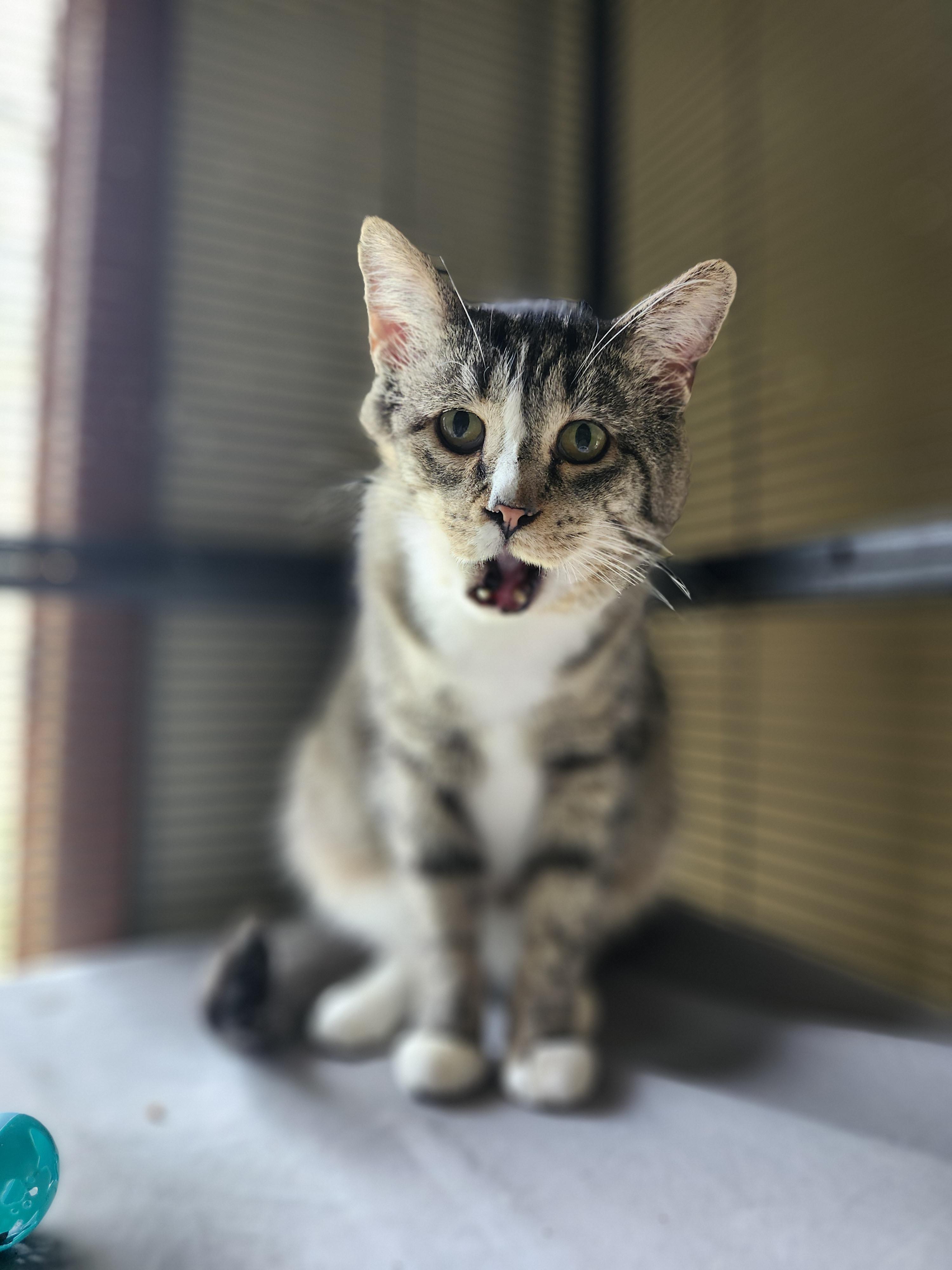 Indy, a Adoptable Domestic Short Hair in Cosby, TN image 6/6