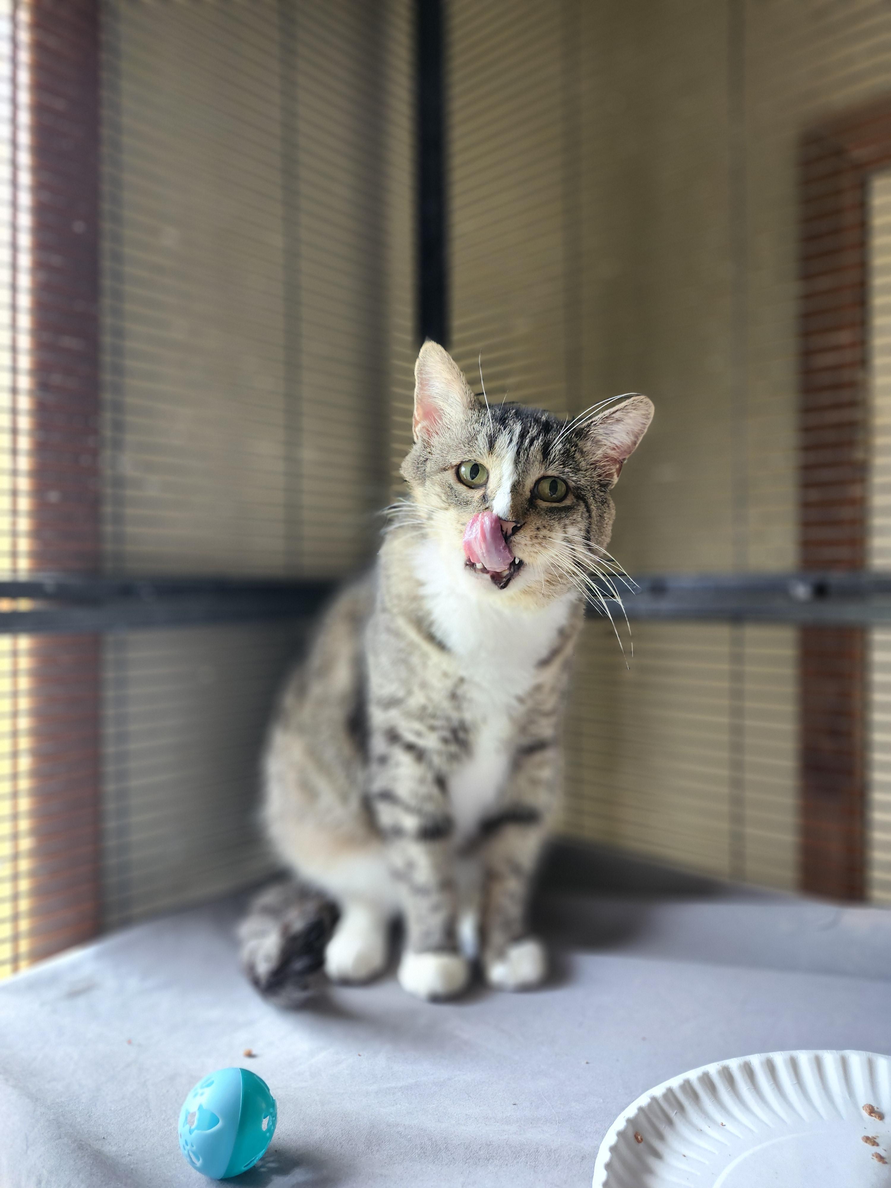 Indy, a Adoptable Domestic Short Hair in Cosby, TN image 5/6