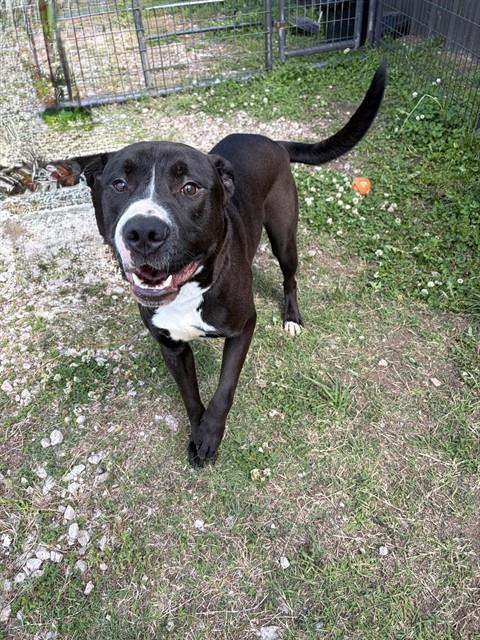 PICKLE, Adoptable, Adult Male American Staffordshire Terrier & Labrador Retriever.