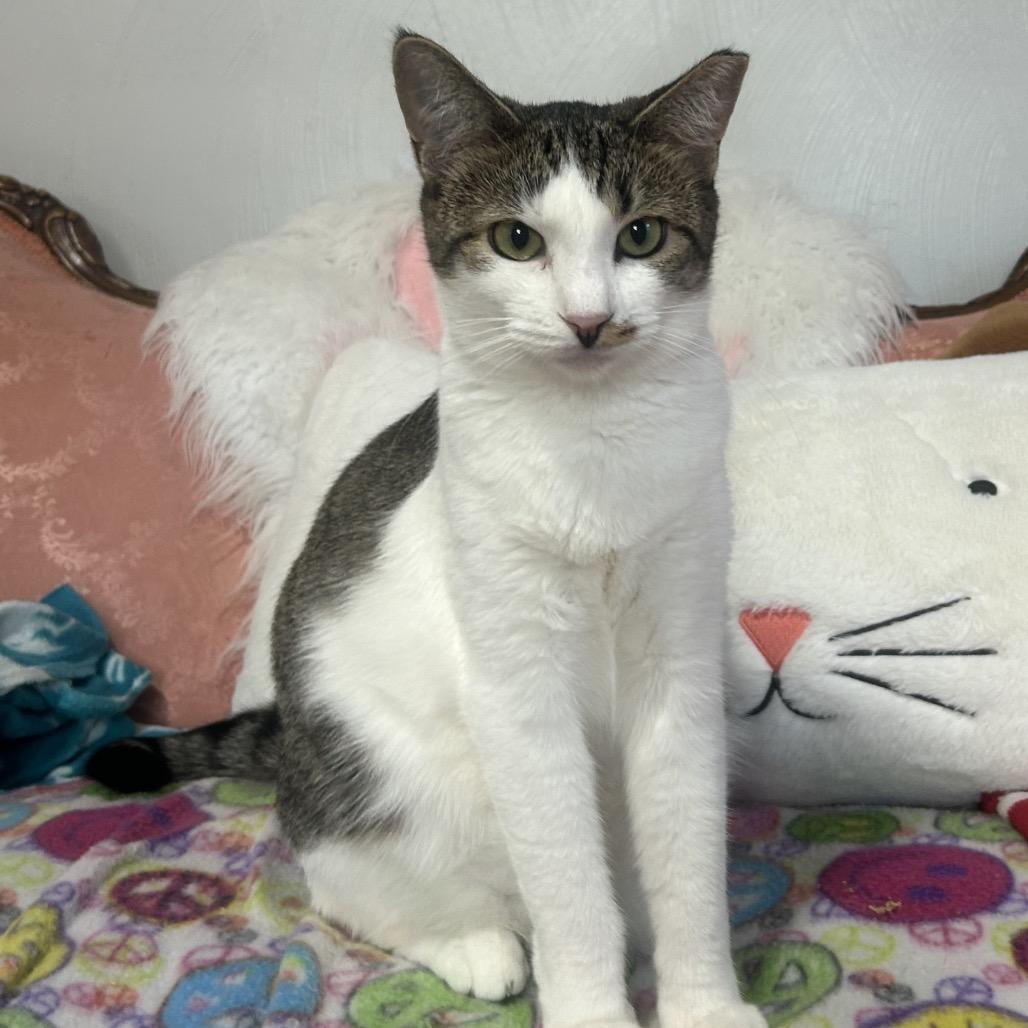 Hilary, a Adoptable Domestic Short Hair in Rocky Mount, VA image 1/2