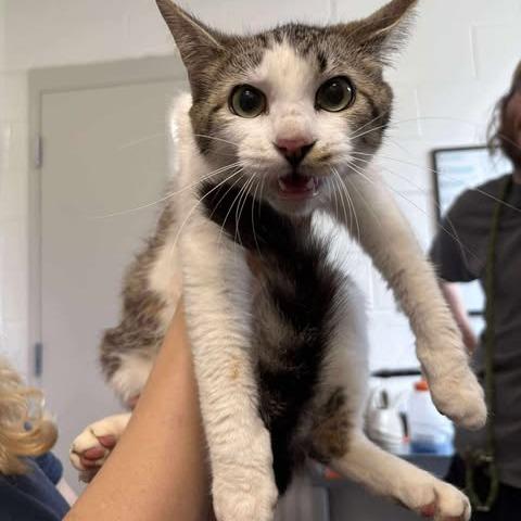 Hilary, a Adoptable Domestic Short Hair in Rocky Mount, VA image 2/2