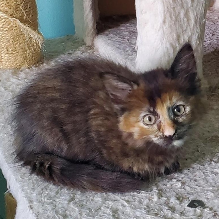 Lily, an adopted mixed breed in Lemont, IL image 5/5