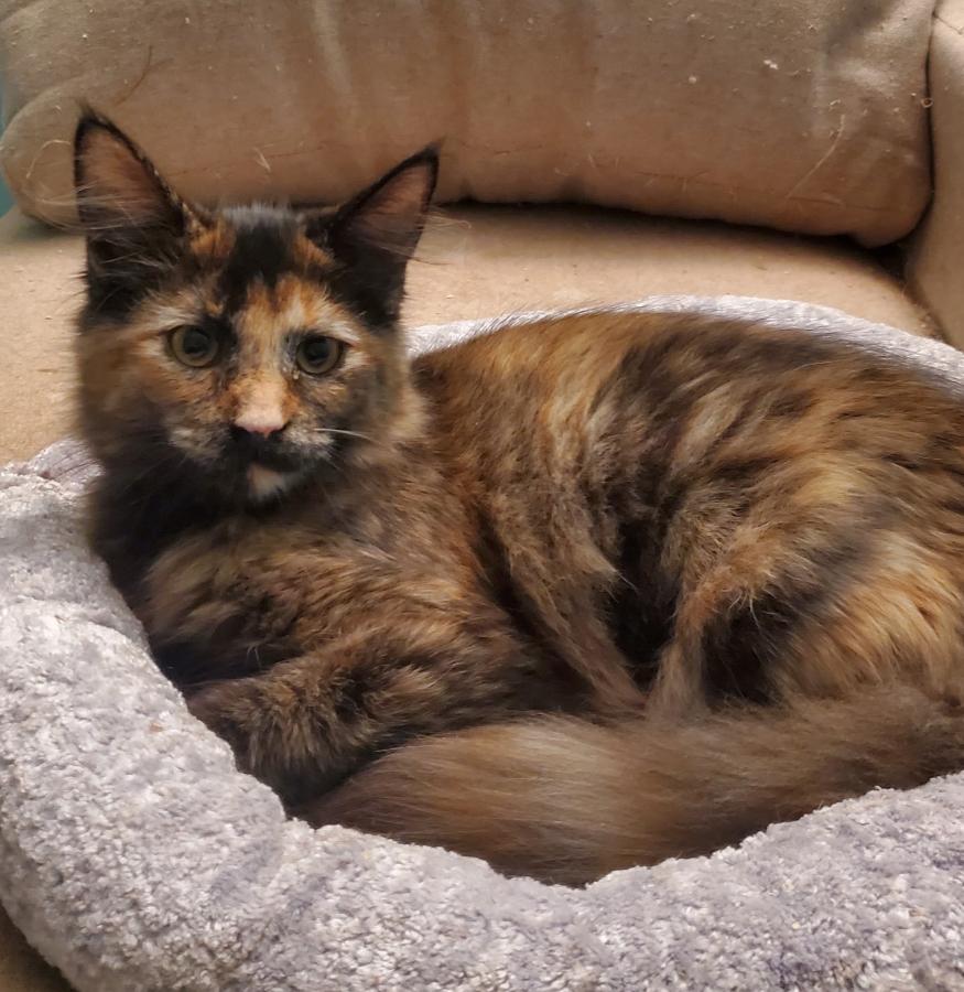 Lily, adopted, Kitten Female Domestic Long Hair & Calico.