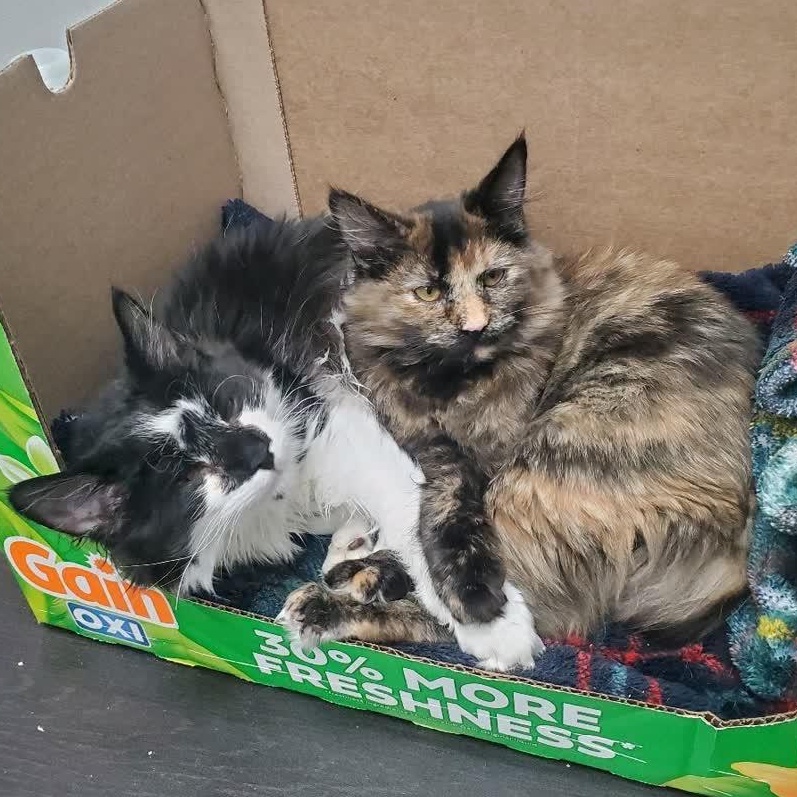 Lily, an adopted mixed breed in Lemont, IL image 2/5