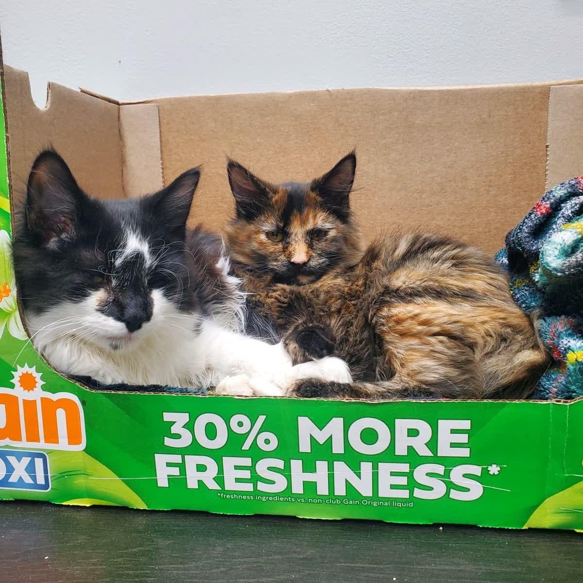 Lily, an adopted mixed breed in Lemont, IL image 3/5