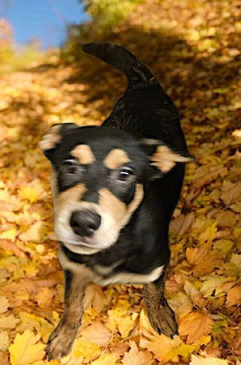 Rusty, a Adoptable mixed breed in Pocatello, ID image 1/4
