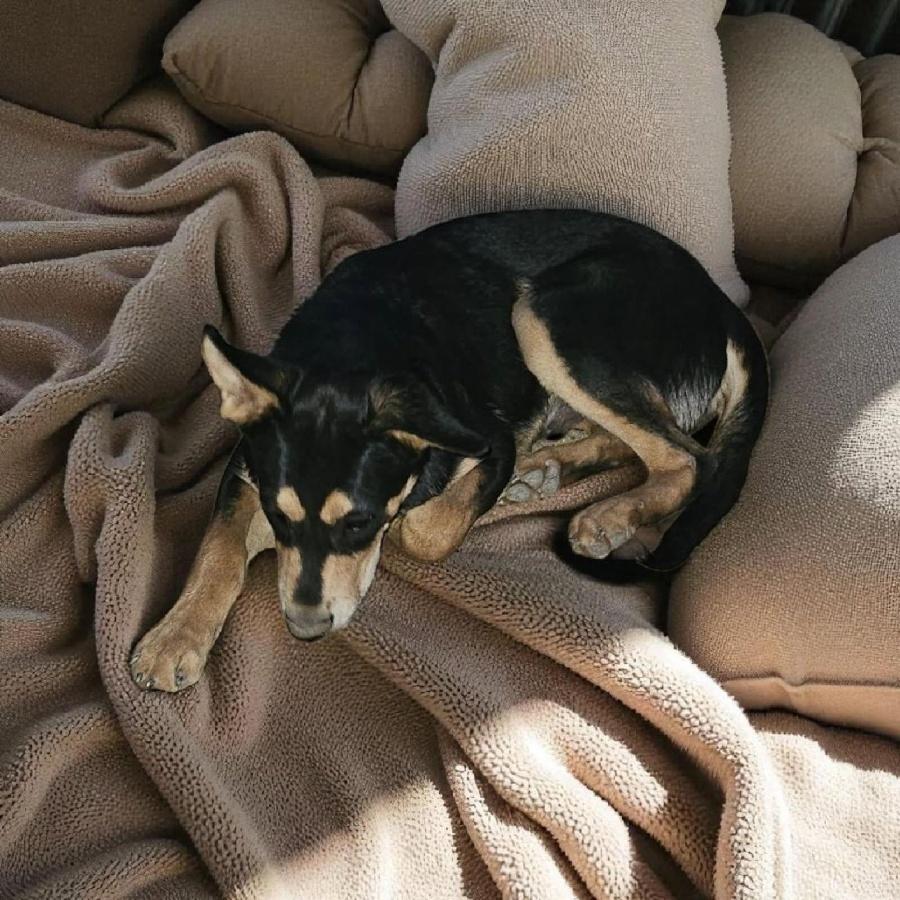 Rusty, a Adoptable mixed breed in Pocatello, ID image 2/4