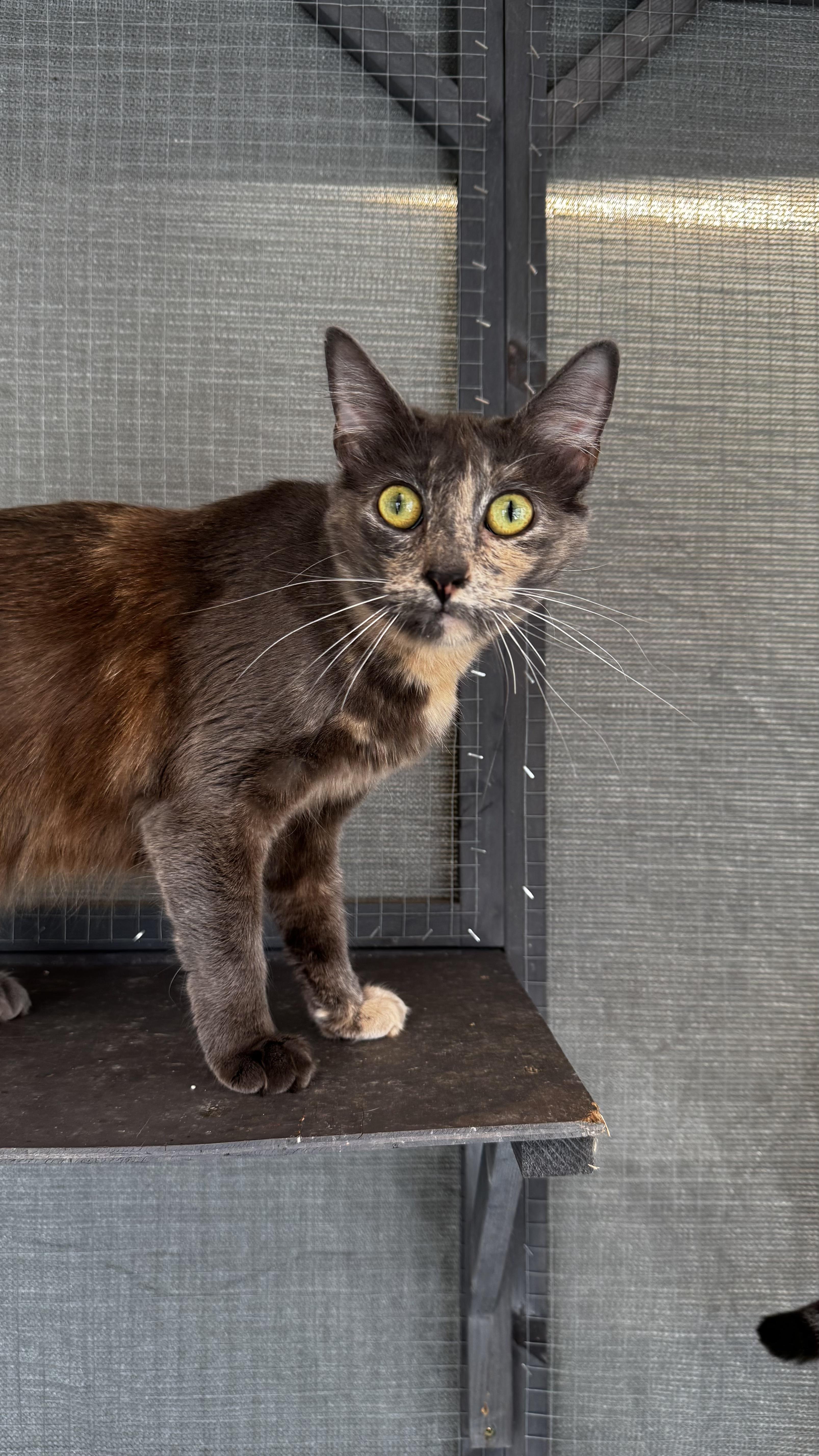 Enlarge Abigail, a Adoptable Tortoiseshell in Beverly Hills, CA image 1/1