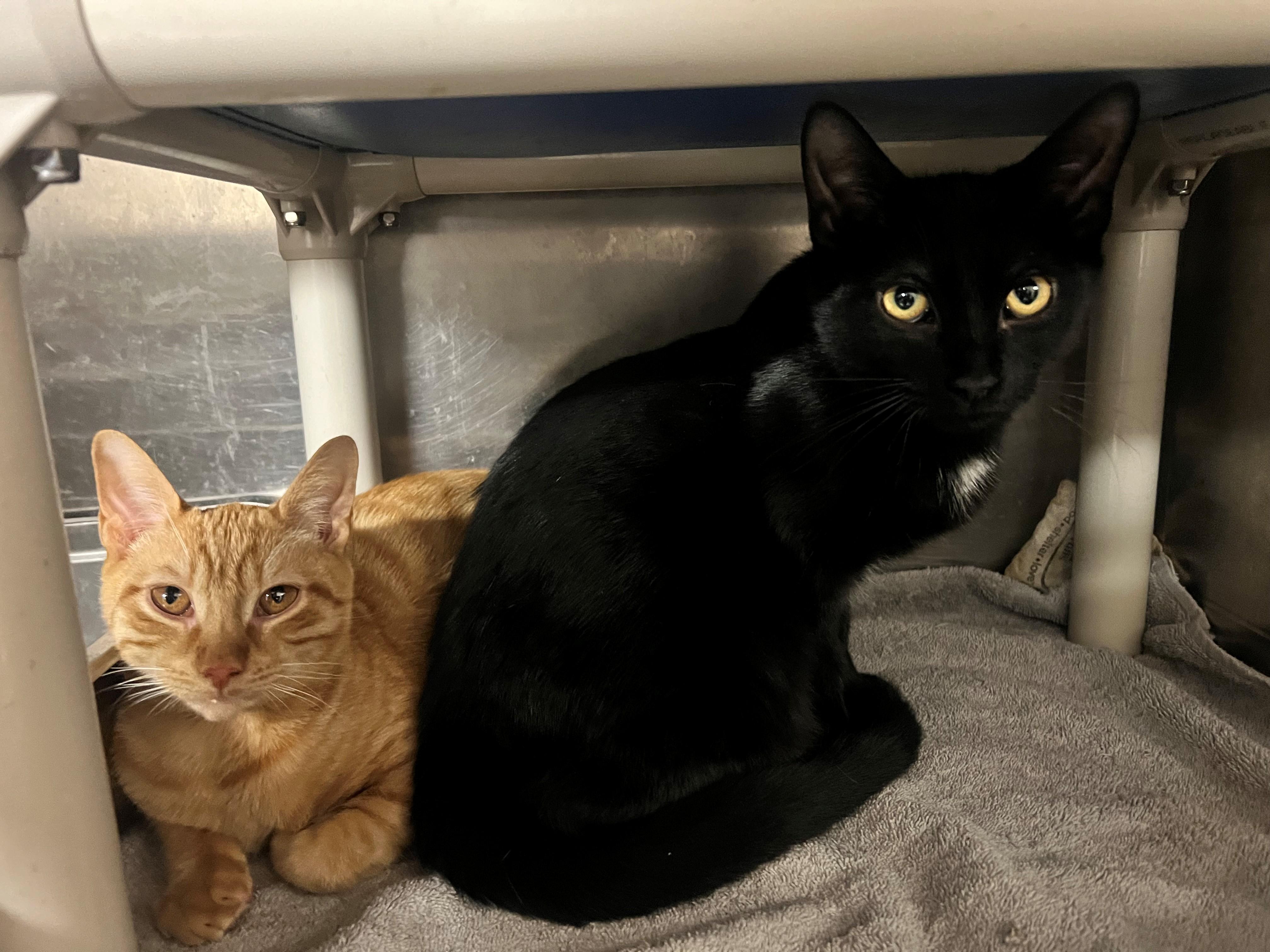Enlarge Sinon CS-243/26 and Agamemnon CS-244/26, a Adoptable Domestic Short Hair in Burlington, ON image 1/3