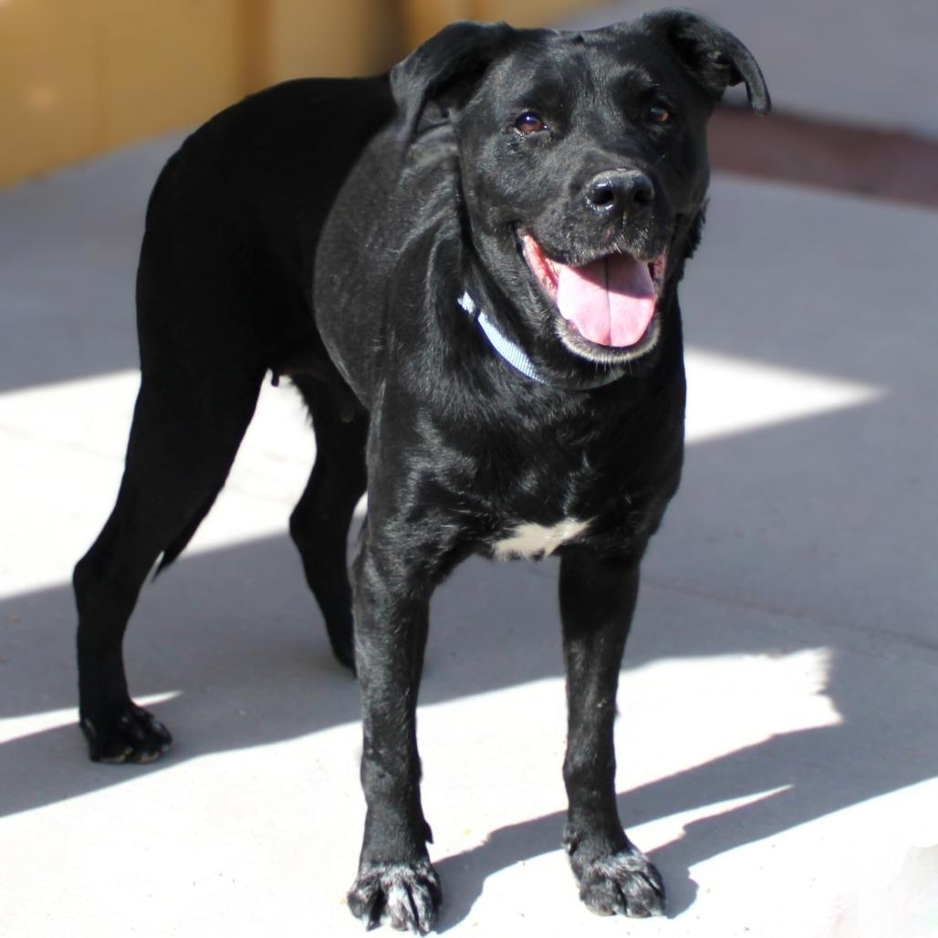 Raven Bird, Adoptable, Adult Female Mixed Breed.