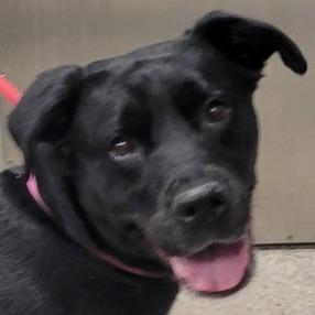 Raven Bird, Adoptable, Adult Female Mixed Breed.