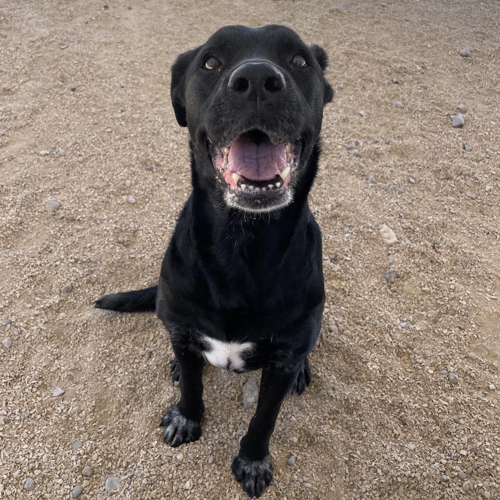 Enlarge Raven Bird, a Adoptable Mixed Breed in Las Cruces, NM image 2/6