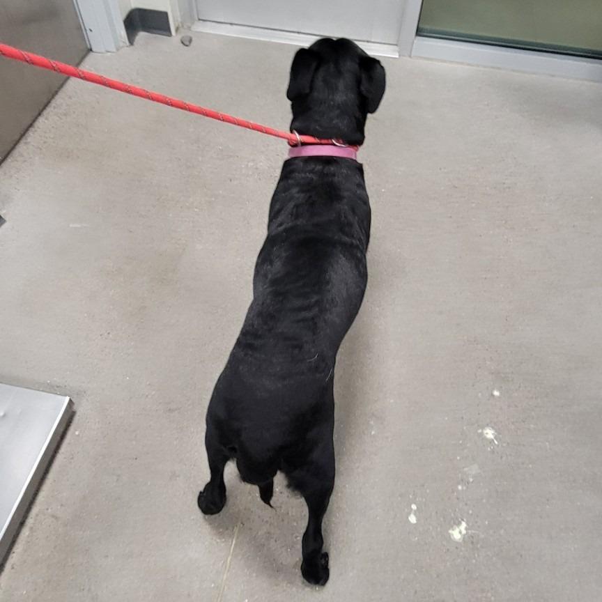 Enlarge Raven Bird, a Adoptable Mixed Breed in Las Cruces, NM image 2/6