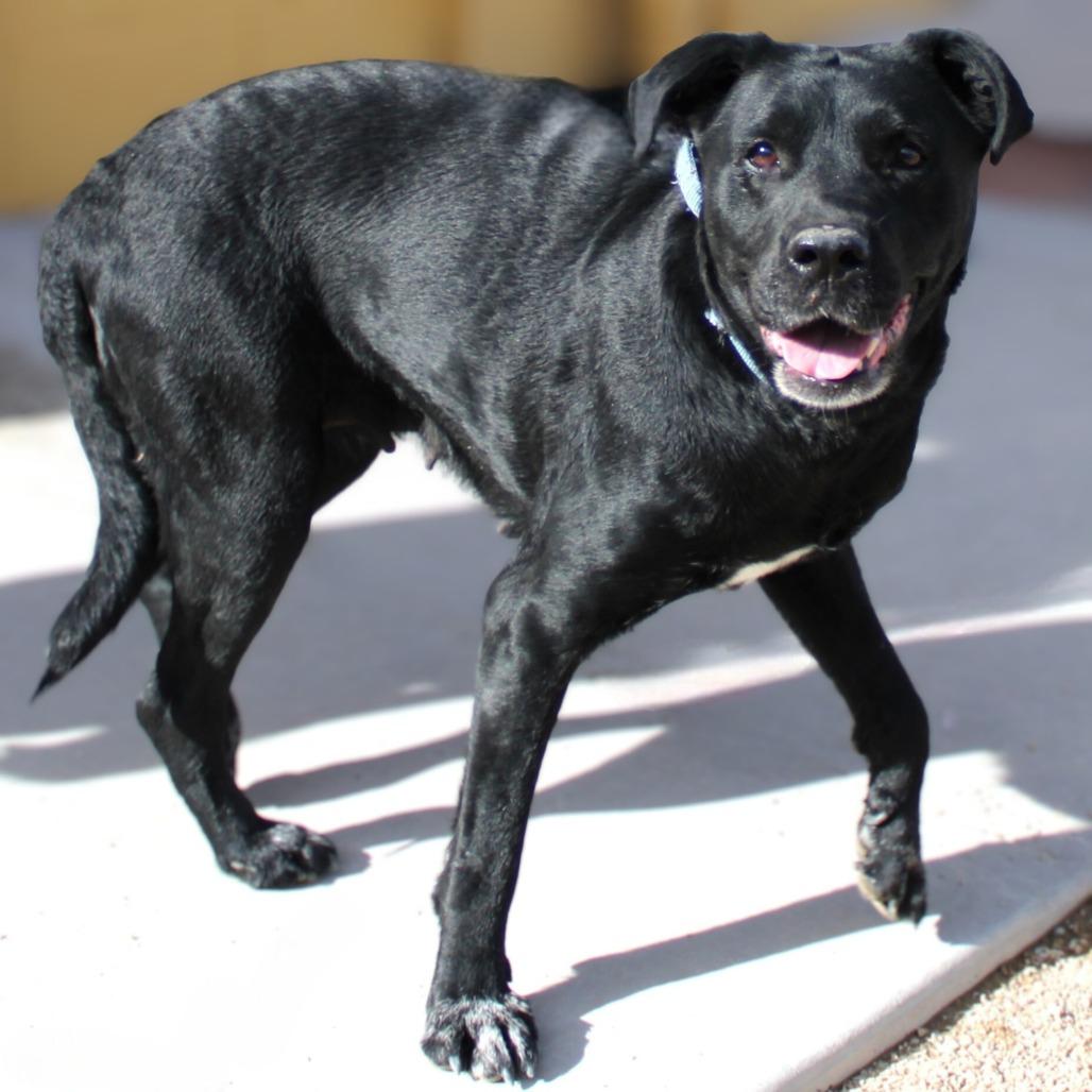 Enlarge Raven Bird, a Adoptable Mixed Breed in Las Cruces, NM image 3/6